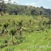 rice_ubud_h_0026_bal0841.jpg